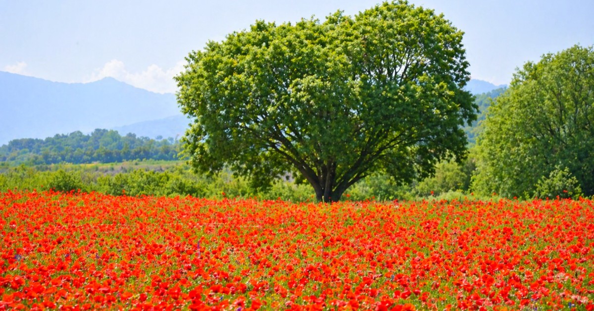 5월에만 볼 수 있는 6.5km 장관... 입장료 0원으로 즐기는 '꽃양귀비' 물결