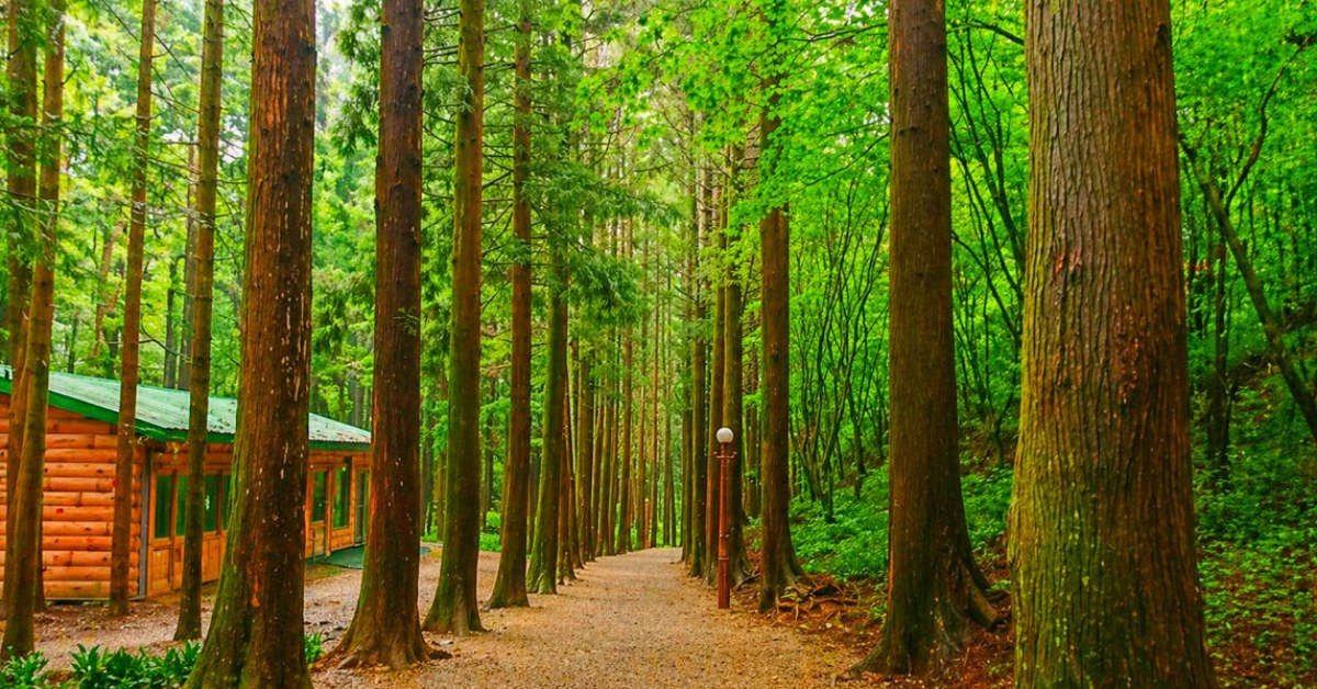 CNN도 반했다… 17만 평 초록 융단 끝에 ‘남해 바다’ 펼쳐지는 뜻밖의 명소