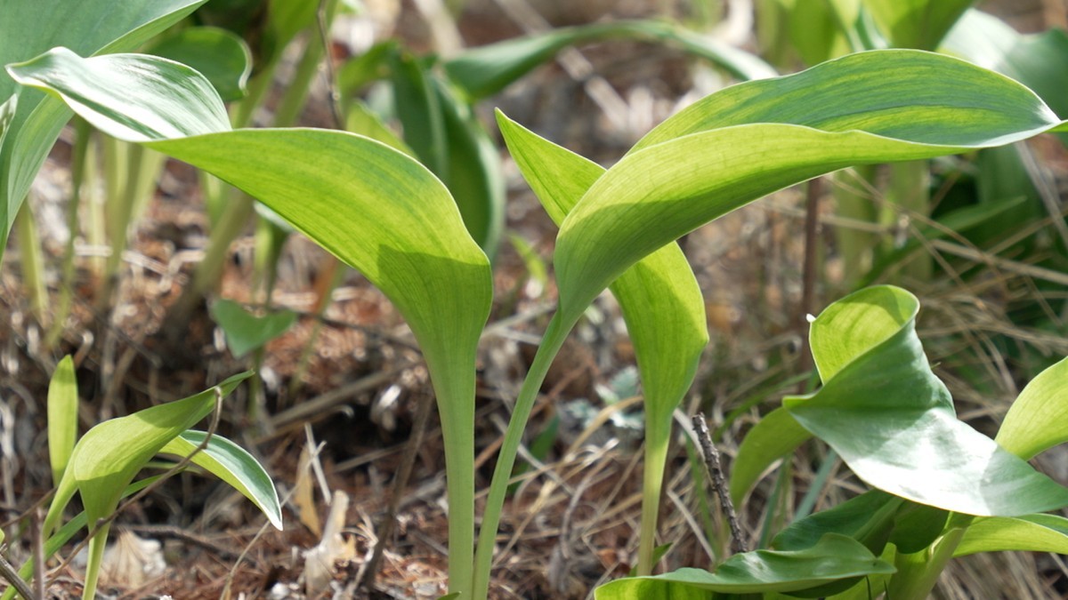 한국기행 지금 아니면 못 먹어요 3부…단 열흘만 먹을 수 있다는 '의외의 나물'은?