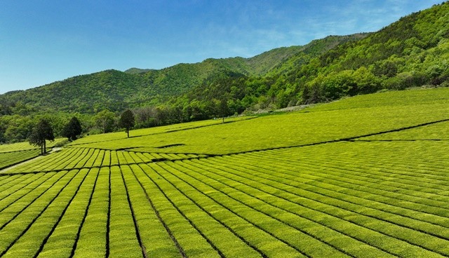 ‘연두빛 물결’ 일렁이는 봄의 향연, 보성 제2대한다원. / 보성군