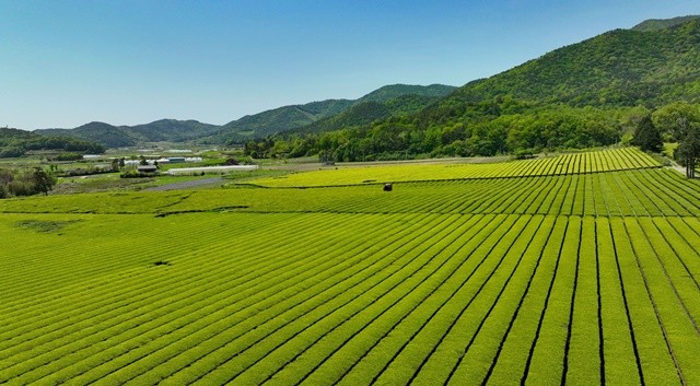 ‘연두빛 물결’ 일렁이는 봄의 향연, 보성 제2대한다원. / 보성군