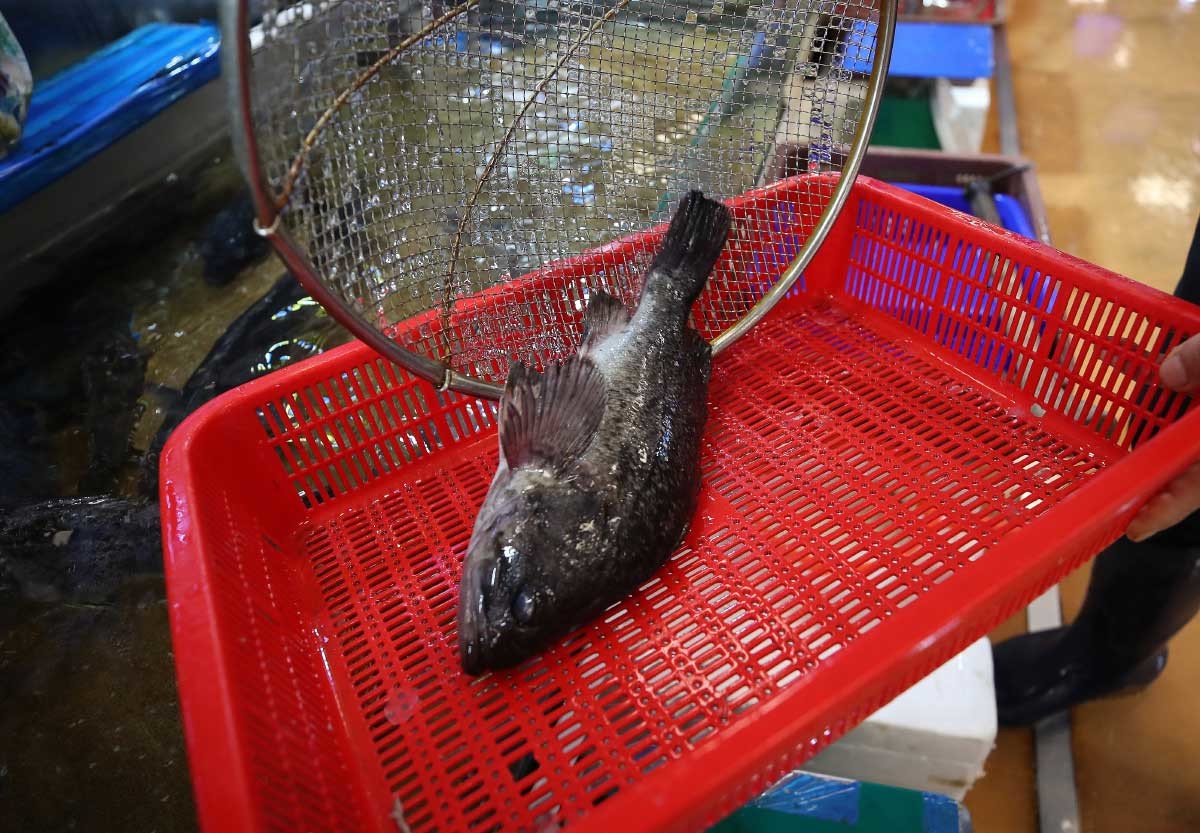 서울 동작구 노량진 수산시장 내 활어매장 수족관에 있는 우럭. / 뉴스1