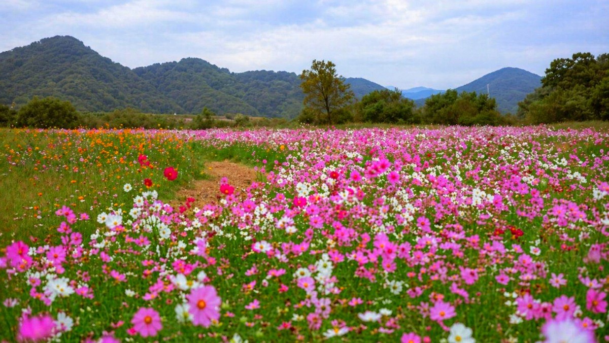 함안 악양둑방. / 함안군 공식 블로그, AI