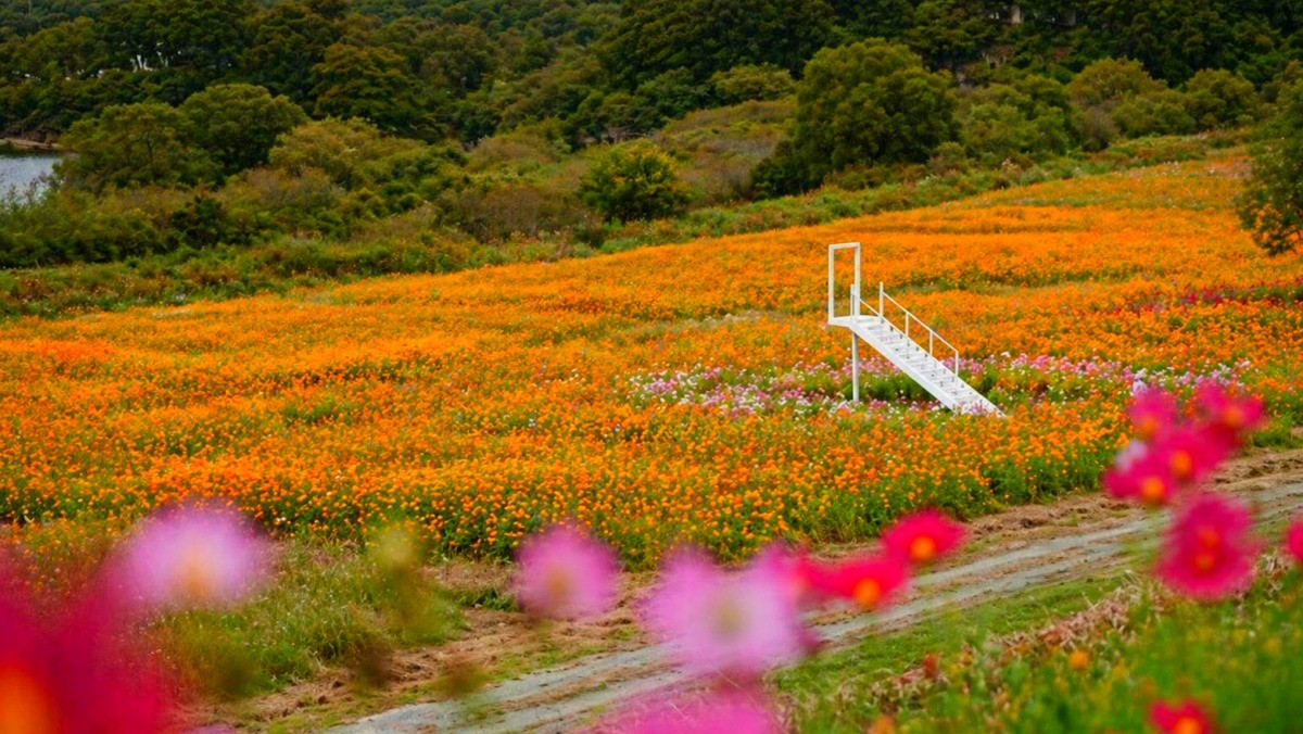 함안 악양둑방. / 함안군 공식 블로그, AI