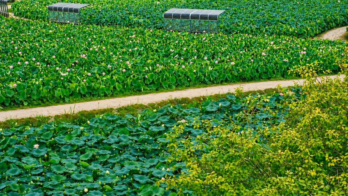 연꽃테마파크. / 함안군 공식 블로그, AI