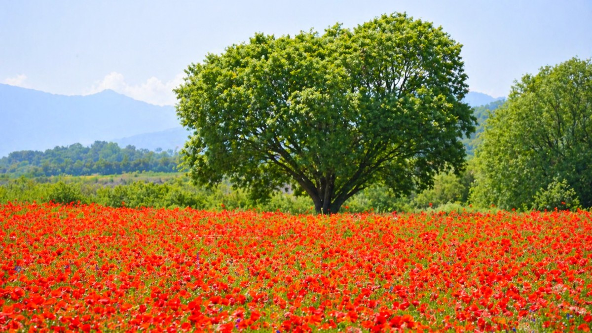 함안 악양둑방. / 함안군 공식 블로그, AI