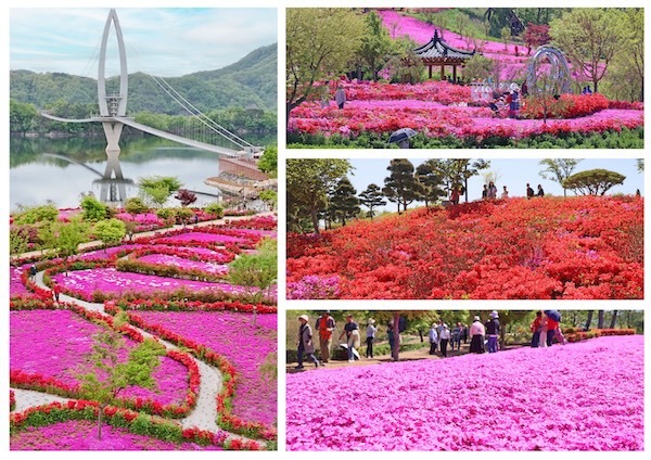 옥정호 붕어섬 생태공원, 봄꽃 절정에 관광객 발길 이어져