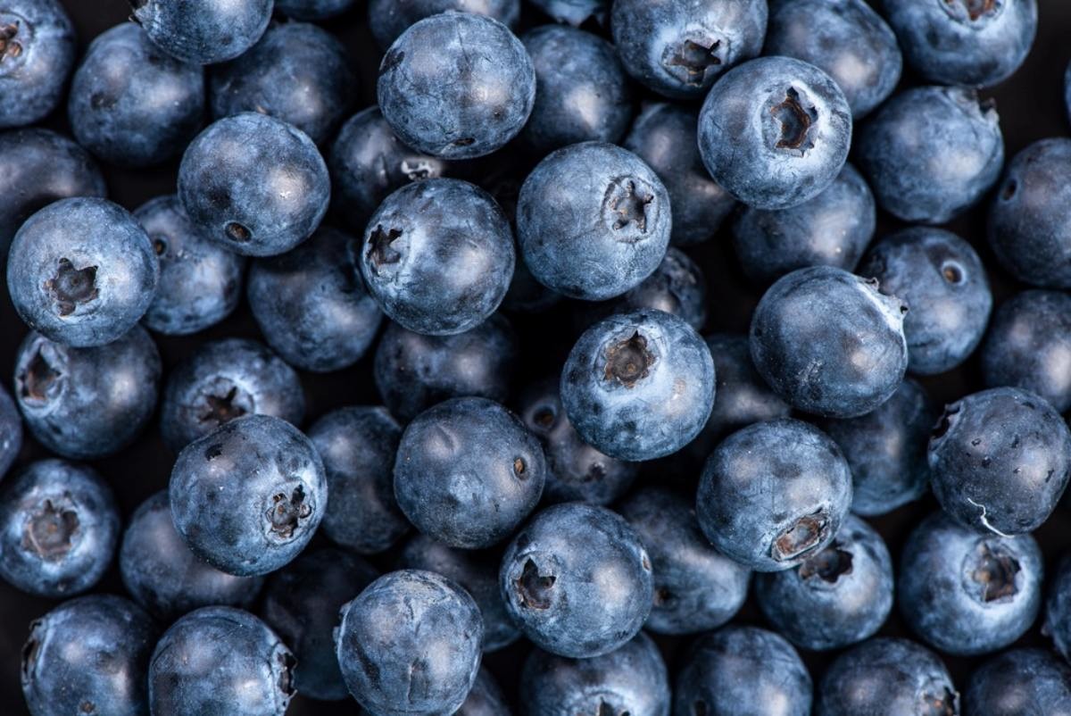 블루베리 자료사진 / kungfu01-shutterstock.com