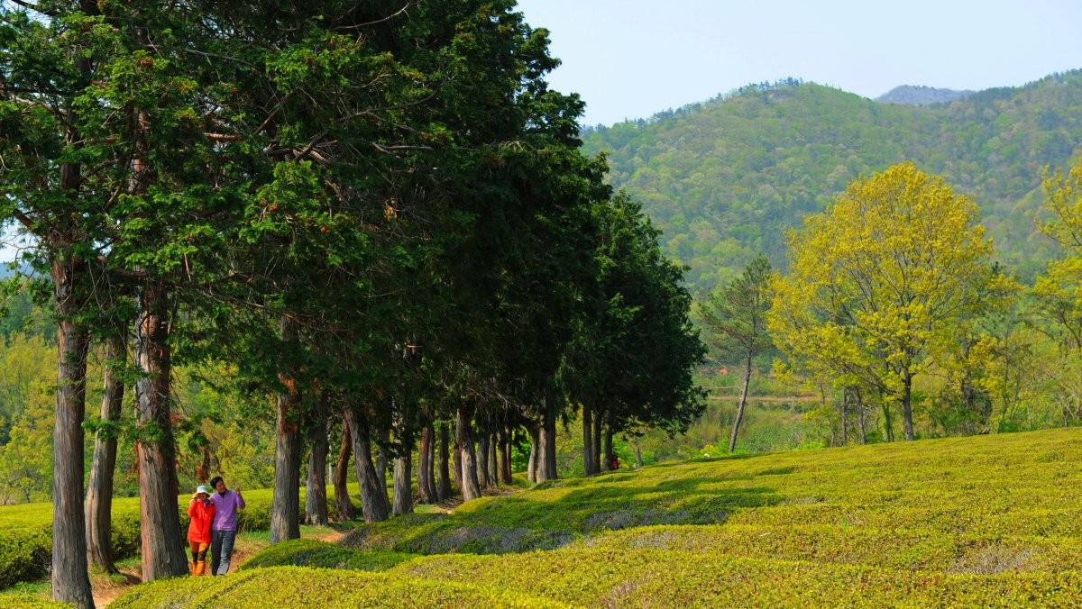 보성 대한다원. / 뉴스1