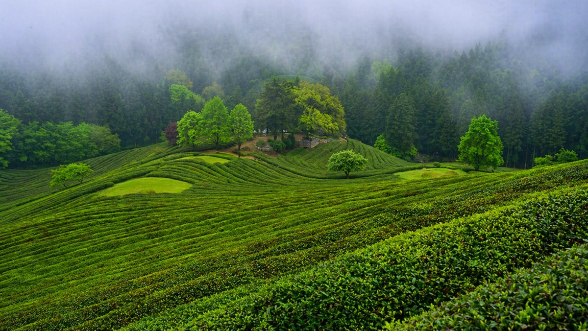보성 대한다원. 기사 내용 토대로 AI툴 활용해 제작한 자료사진.
