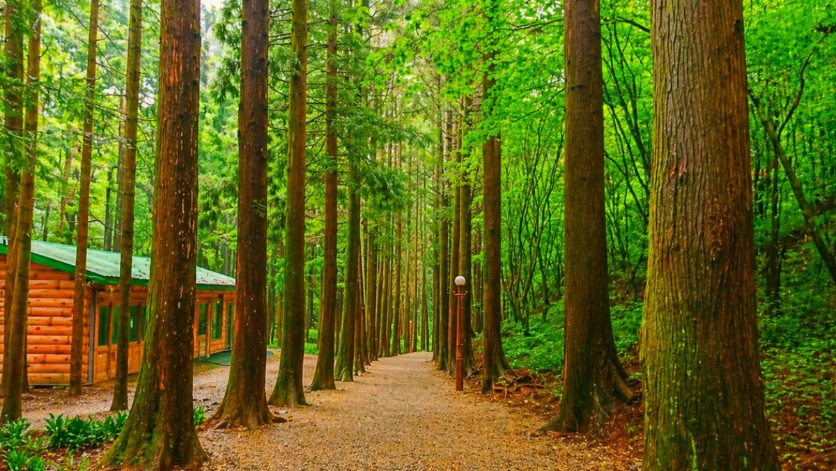 보성 대한다원. 기사 내용 토대로 AI툴 활용해 제작한 자료사진.