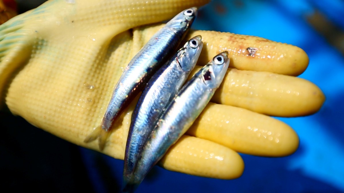 EBS1 '한국기행' 미리보기 페이지에서 제공하는 '봄 멸치 먹어봤어요?' 편 자료 사진. / EBS1 제공