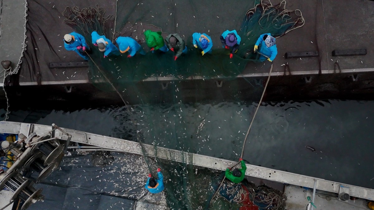 EBS1 '한국기행' 미리보기 페이지에서 제공하는 '봄 멸치 먹어봤어요?' 편 자료 사진. / EBS1 제공