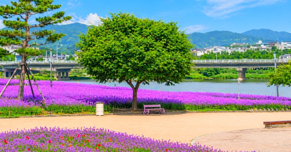 무료인데 이 정도라니… 지금 가면 6만㎡ ‘보랏빛 물결’ 펼쳐지는 국내 여행지