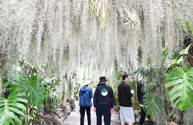 수생식물관 내부 아치형 구조에 식재되어 있던 틸란드시아 고목나무로 이식해 더 자연스러운 정글 분위기를 연출해 관광객들의 포토존으로 각광을 받고 있다. / 노해섭 기자