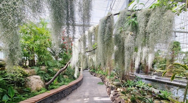 수생식물관 내부 아치형 구조에 식재되어 있던 틸란드시아 고목나무로 이식해 더 자연스러운 정글 분위기를 연출해 관광객들의 포토존으로 각광을 받고 있다. / 노해섭 기자