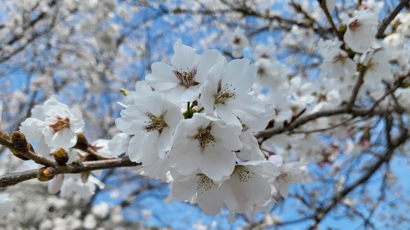 [날씨] 대전·충남 낮 최고 20도...건조특보 발효