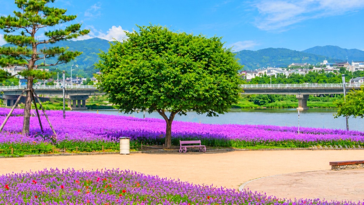 영천 생태지구공원. / 영천시 공식 블로그, AI