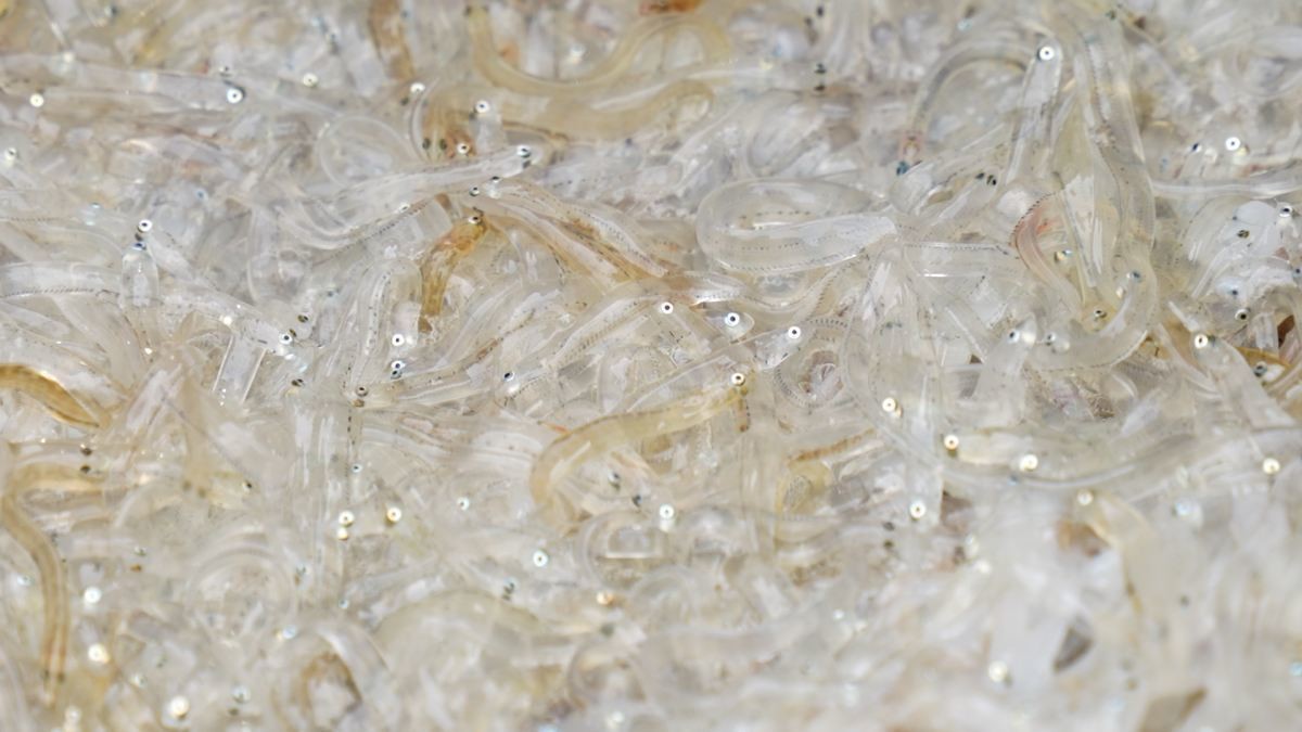 EBS1 '한국기행' 미리보기 페이지에서 제공하는 854편 '지금 아니면 못 먹어요' 대표 사진. / EBS1 제공