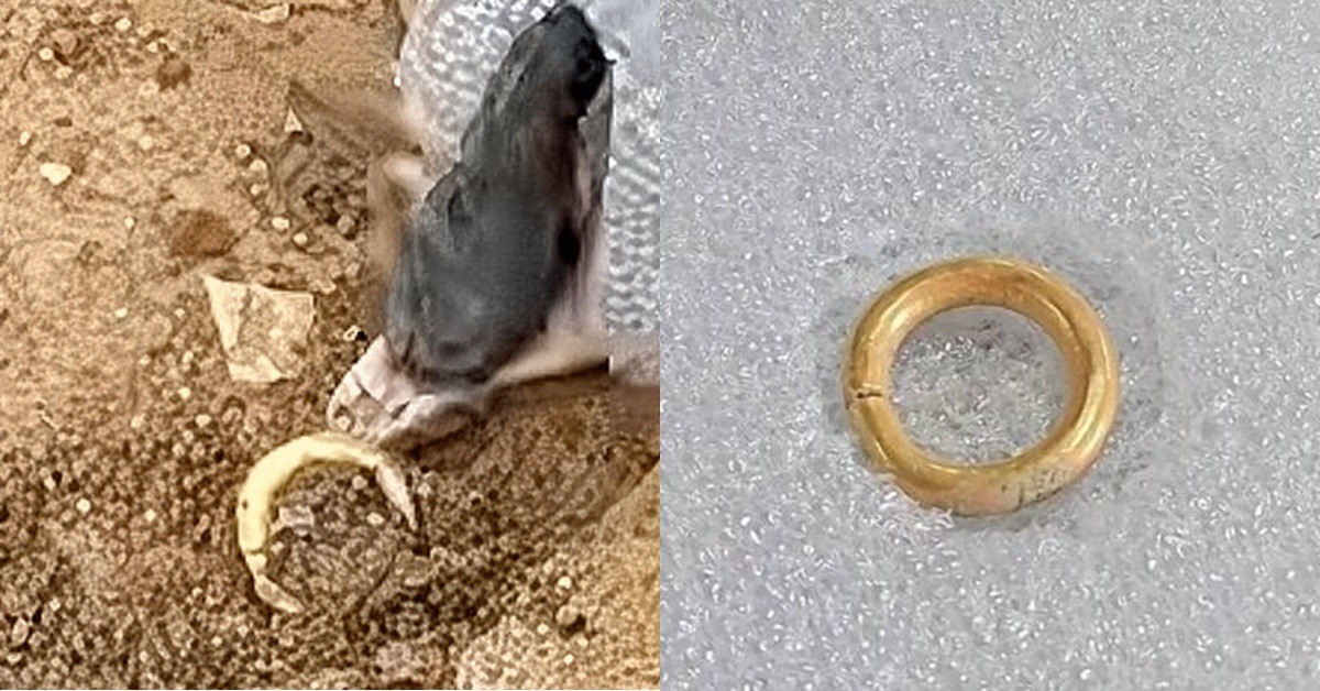 서울 송파구 석촌동 고분군에서 발견된 금귀걸이 모습 / 한성백제박물관 인스타그램 영상 캡처