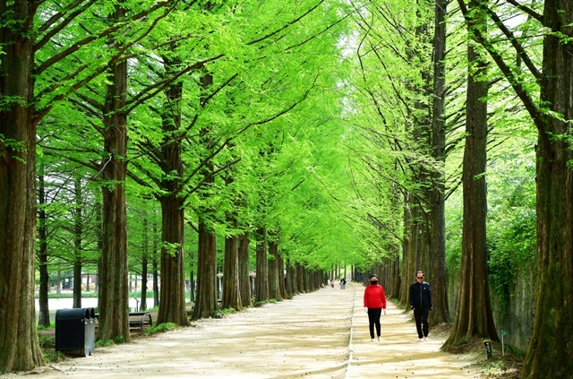 [위키 포토] 초록빛 터널 아래로 이어지는 여유, 담양 메타세쿼이아길