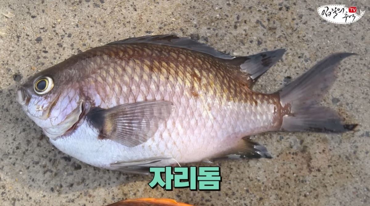 자리돔. / 유튜브 '입질의추억TV jiminTV'