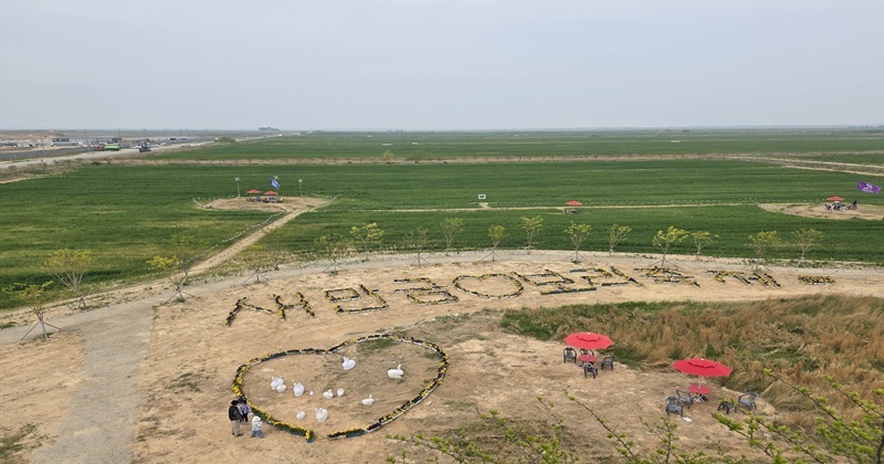  2026 새만금 보리밭 축제 봄빛 물든 3일간의 여정 마무리 