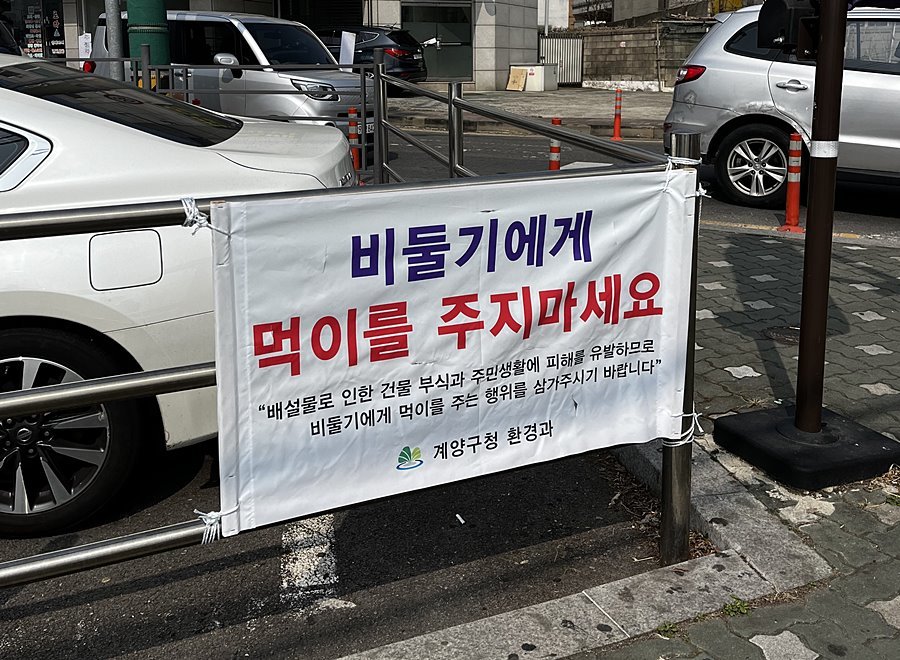 "비둘기는 평화의 상징 아닌 유해동물" 계양구, '먹이주기' 전면 차단