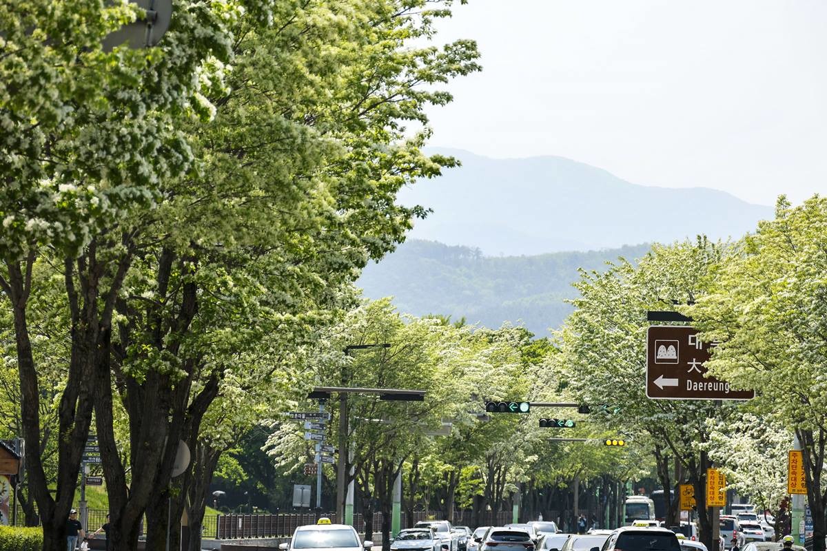 경주 도심 계림로에 이팝나무가 터널을 이루며 차량과 관광버스가 오가는 풍경이 펼쳐지고 있다./이하 경주시