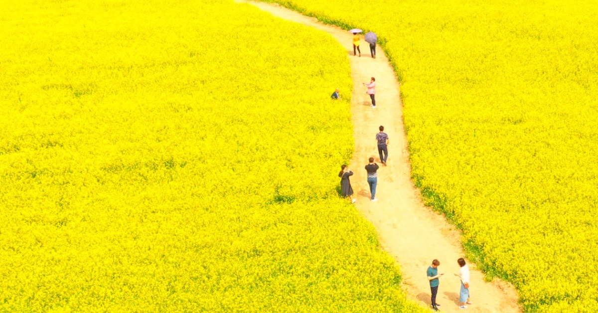 차로 20분 거리인데... 12만㎡ 대지에 '노란 물결' 터진 뜻밖의 장소 