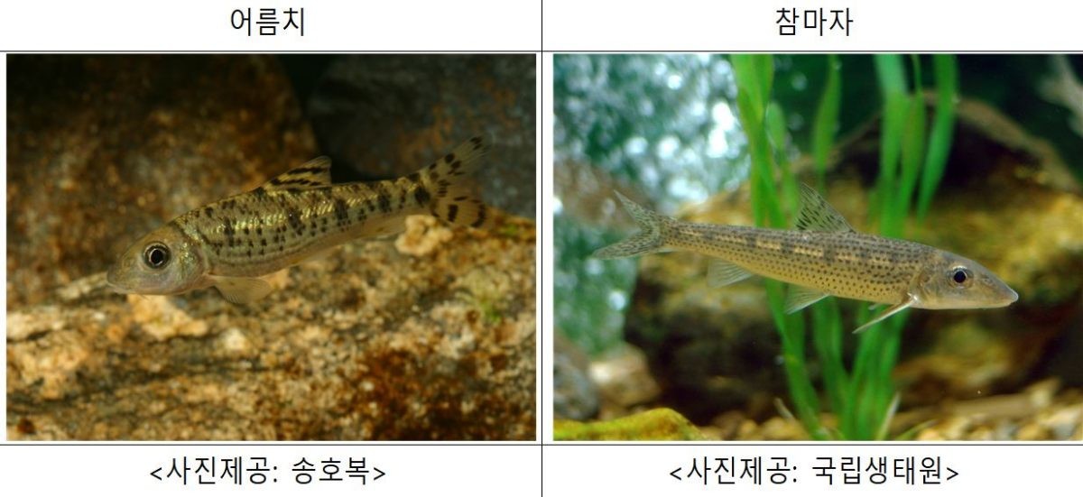 어름치(왼)와 참마자(오)의 모습. / 어름치 사진 송호복 제공, 참마자 사진 국립생태원 제공