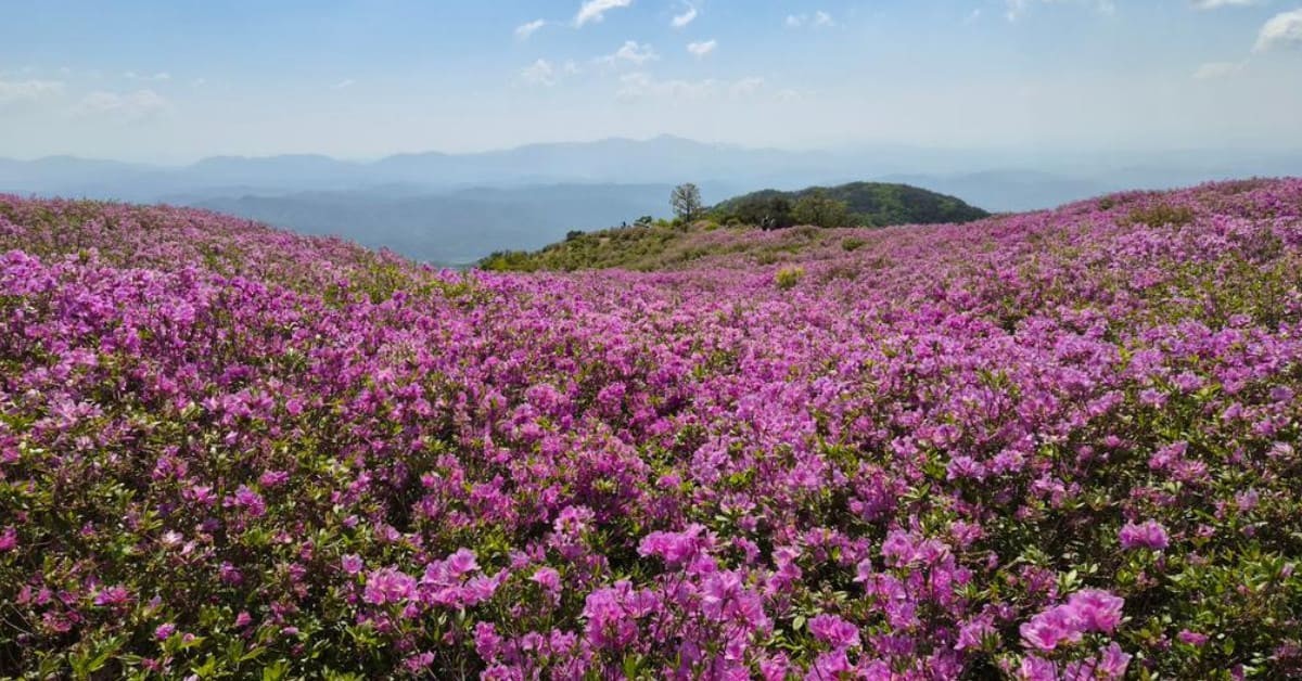 황매산철쭉제 / 황매산 군립공원