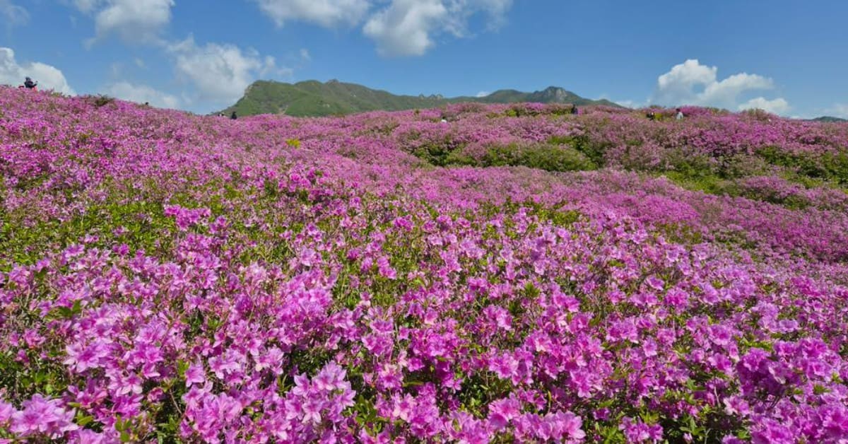 황매산철쭉제 / 황매산 군립공원