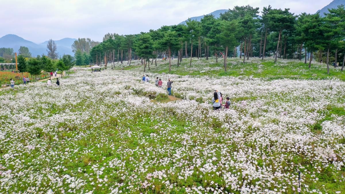 자라섬 구절초 정원. / 뉴스1
