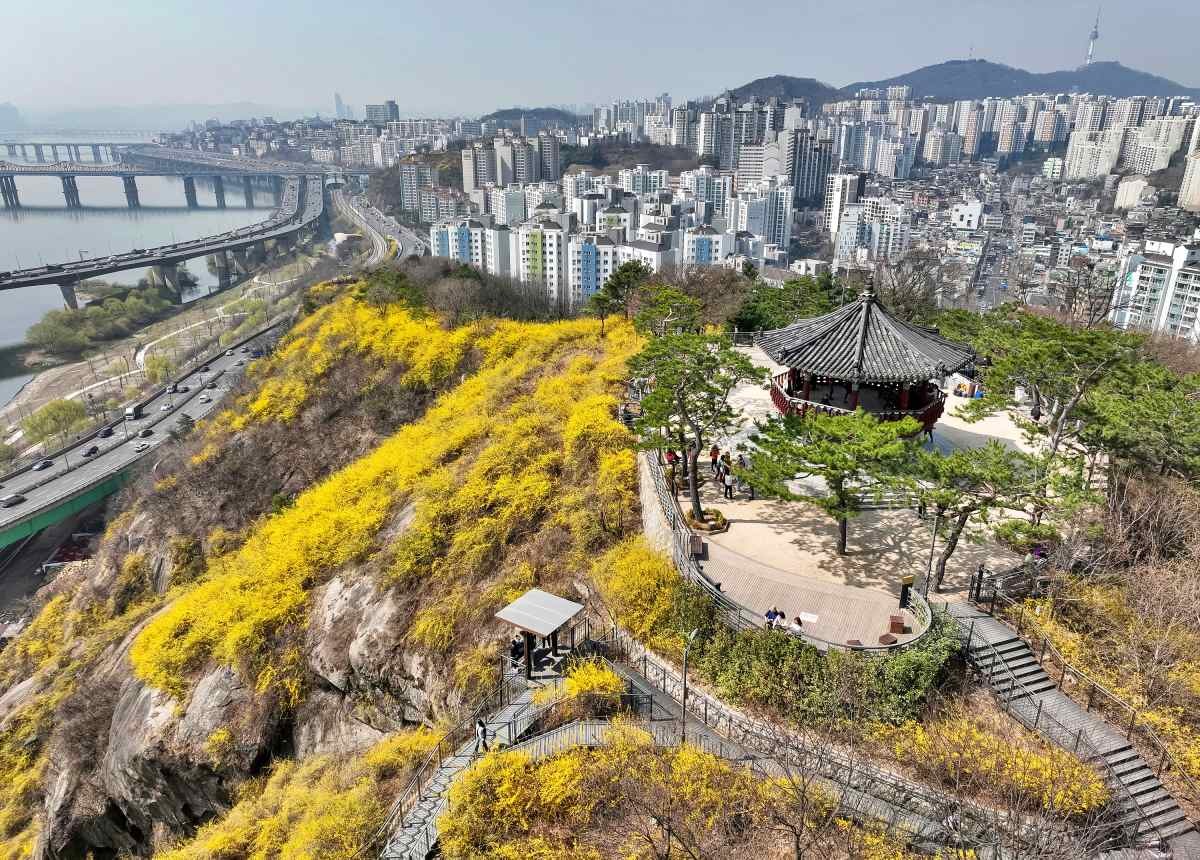 개나리로 물든 응봉산 / 연합뉴스