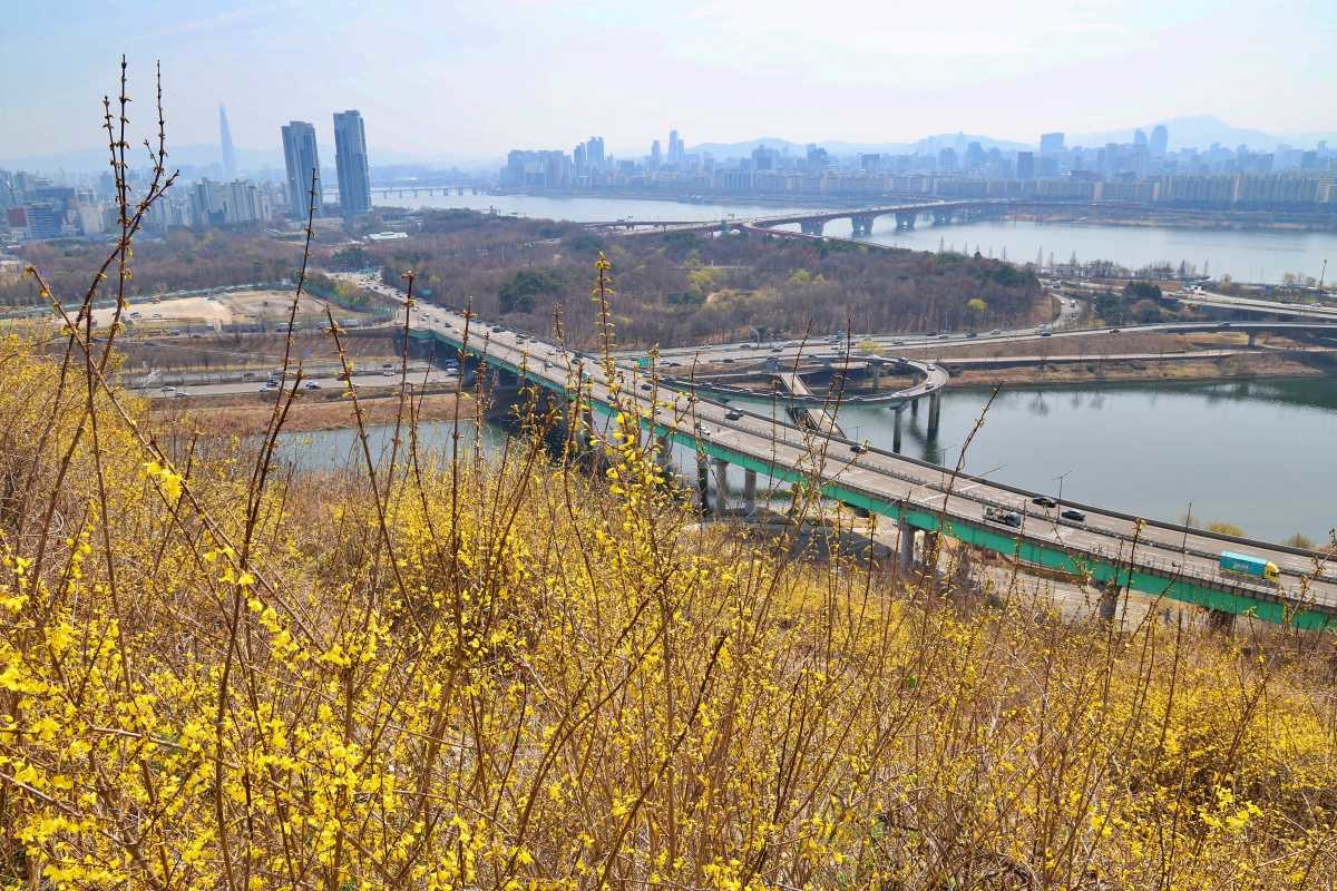 응봉산의 봄 / 연합뉴스