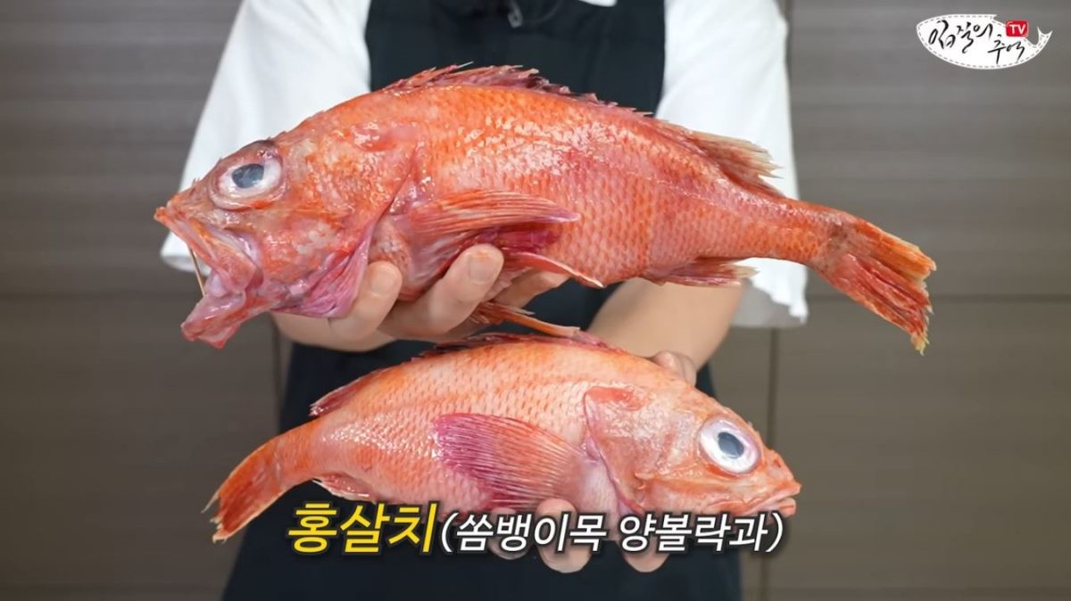 쏨뱅이목 양볼락과 '홍살치'. / 유튜브 '입질의추억TV jiminTV'