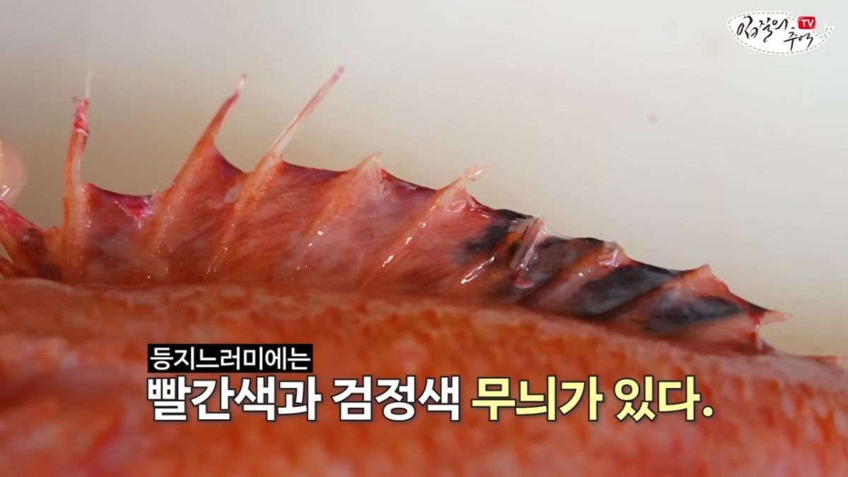 등지느러미에 빨간색, 검정색 무늬가 있는 '홍살치'. / 유튜브 '입질의추억TV jiminTV'