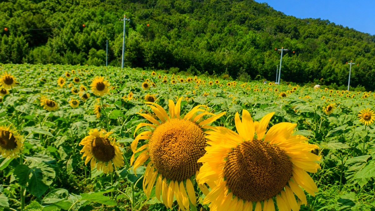 난정리 해바라기 마을. 기사 내용 토대로 AI툴 활용해 제작한 자료사진.