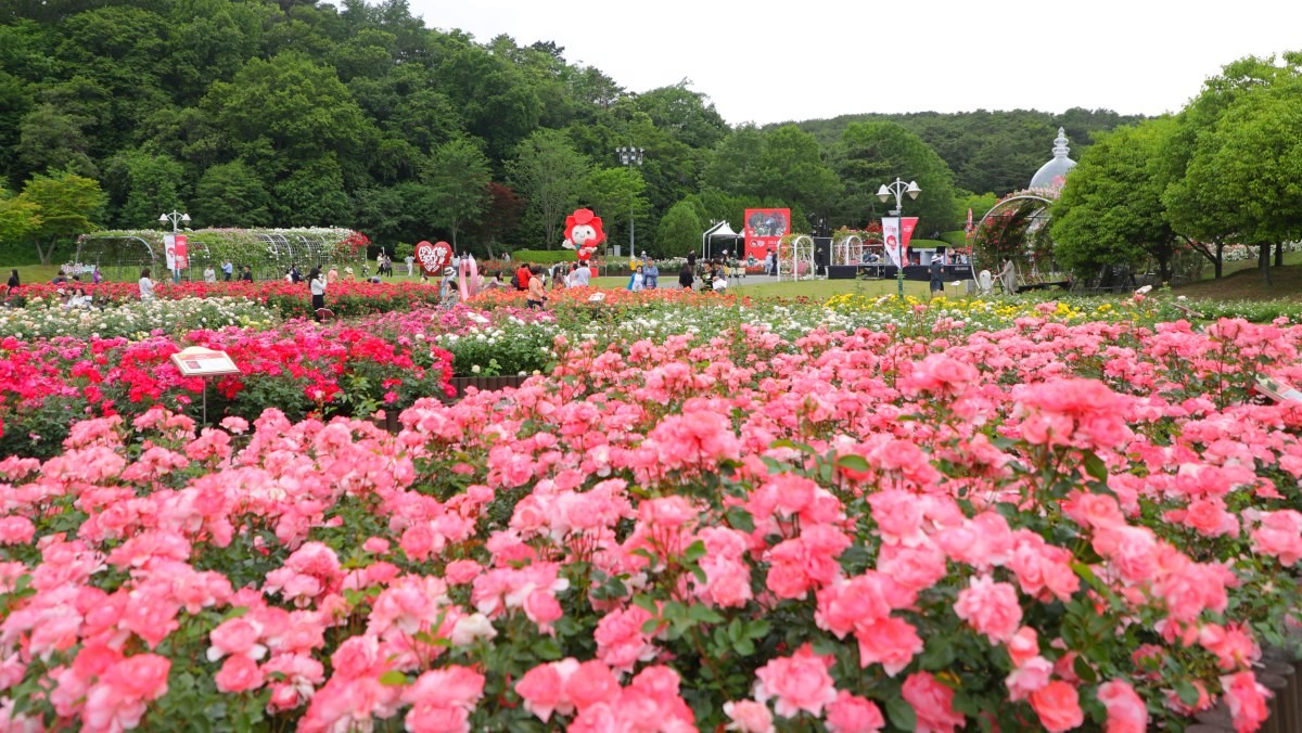 제15회 울산대공원 장미축제. / 뉴스1