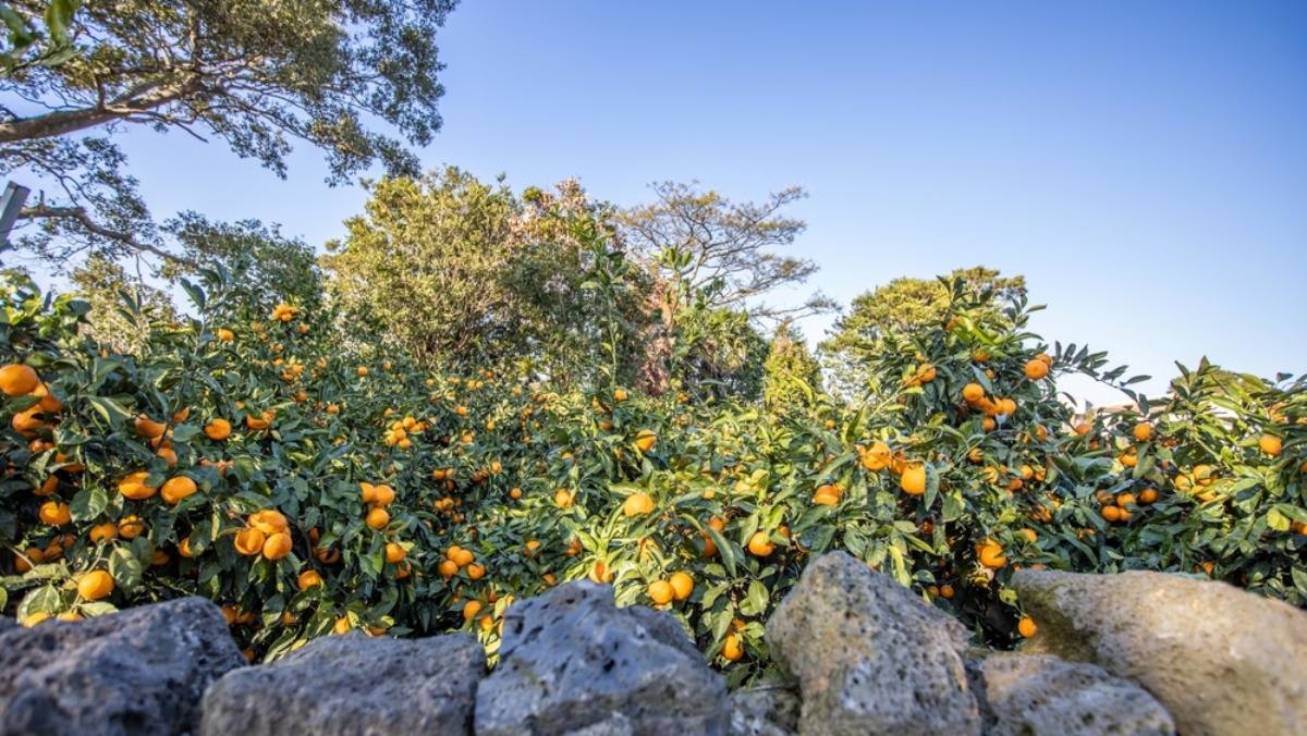 제주도 전경 /  kookja-shutterstock.com