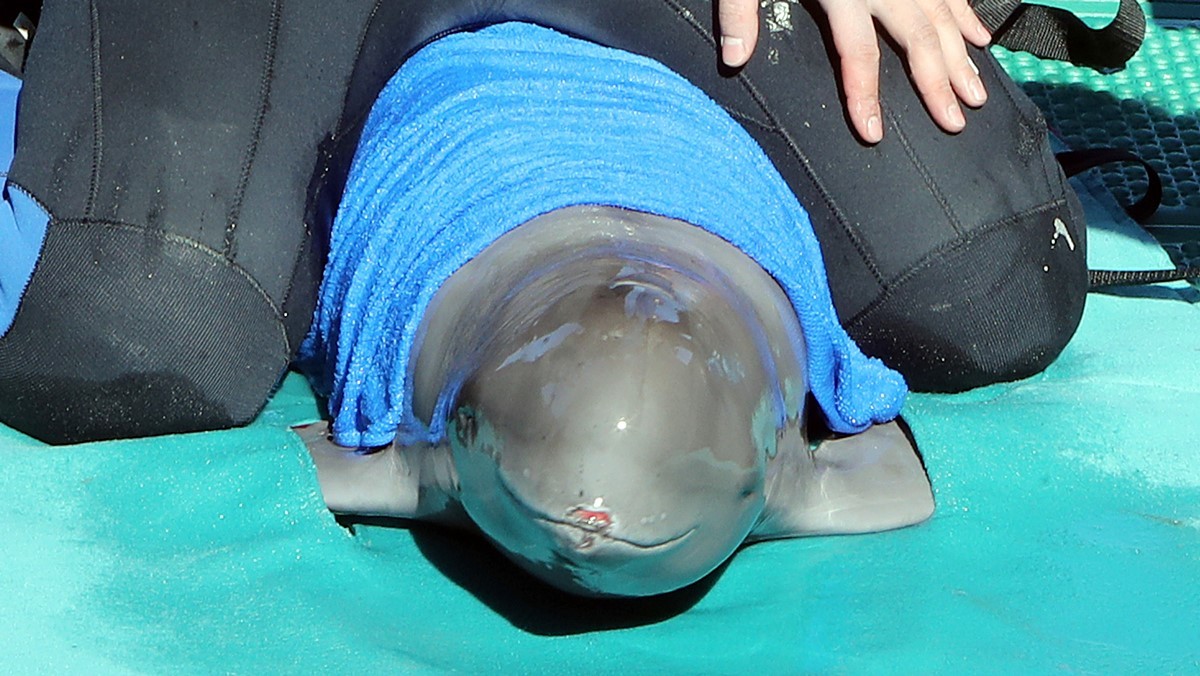 멸종위기종 상괭이 모습. 기사 내용과 직접적인 관련이 없는 자료 사진. 상괭이는 둥근 머리 모양을 가지고 있고 돌고래와 다르게 등지느러미가 없는 것이 특징이다. 얼굴 모양이 사람이 웃는 것처럼 생겼다고 해서 일명 '웃는 돌고래'로 불리기도 한다.  상괭이는 개체 수 감소로 '멸종 위기에 처한 야생 동·식물의 국제 거래에 관한 협약'(CITES)의 보호종이다. 우리나라에서는 2016년 해양 보호 생물로 각각 지정돼 보호받고 있다.       / 연합뉴스
