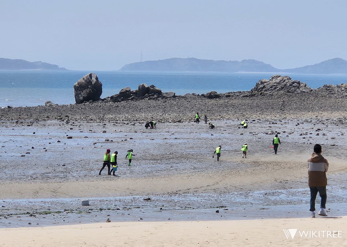 자월도 장골해수욕장 앞 갯벌 풍경. 바닷물이 빠지면 바지락 캐기 체험을 할 수 있다. / 위키트리