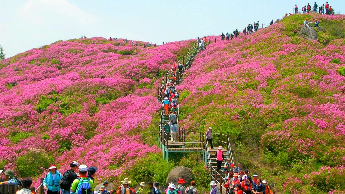 지리산 바래봉에 활짝 핀 철쭉. / 연합뉴스