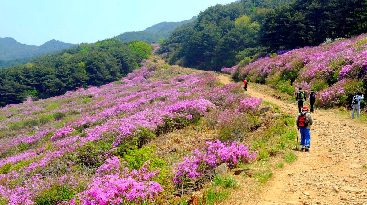지리산 바래봉 철쭉. / 연합뉴스