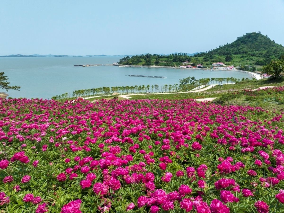 지난해 섬 작약꽃 축제 모습. 분홍빛의 작약꽃이 바다 옆에 활짝 피어있다. / 신안군 제공