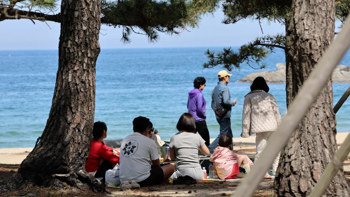강릉시 경포해변 솔숲 그늘에서 주민과 관광객이 시원한 바닷바람으로 더위를 식히고 있다. / 연합뉴스