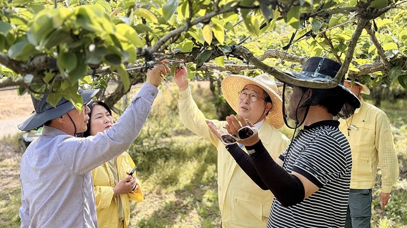 “얼어붙은 배꽃에 농심도 새카맣게 타들어간다”... 나주시, 이상저온 냉해 복구 ‘총력전’