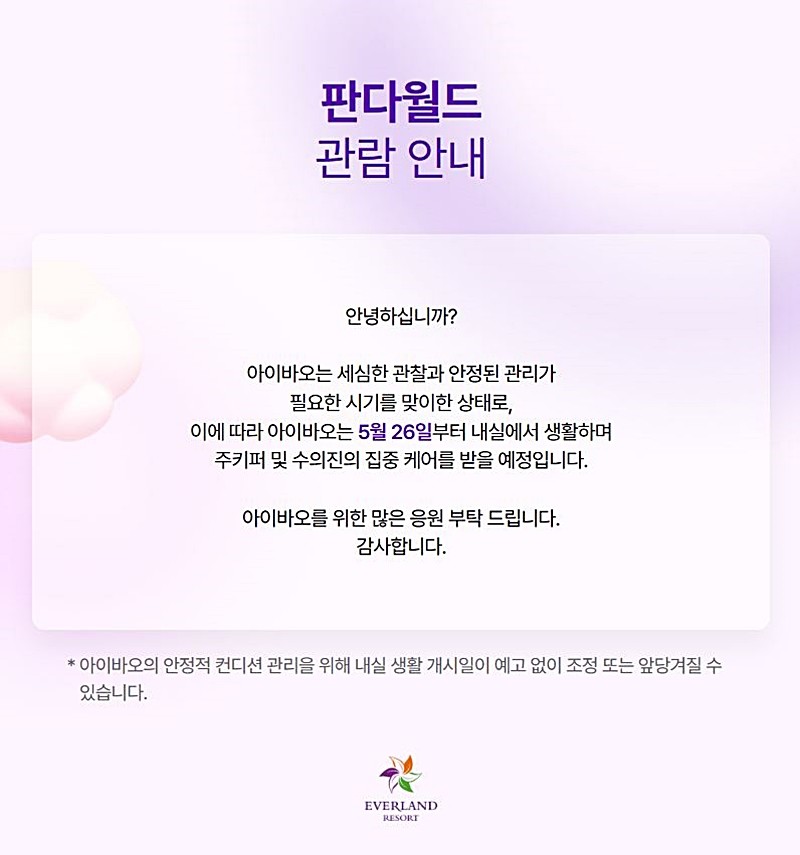 에버랜드가 홈페이지에 올린 공지. 에버랜드가 자이언트판다 아이바오가 오는 26일부터 내실 생활을 한다고 밝혔다. 에버랜드는 지난 14일 홈페이지에 올린 공지에서 '아이바오는 세심한 관찰과 안정된 관리가 필요한 시기를 맞이한 상태로 이에 따라 아이바오는 5월 26일부터 내실에서 생활하며 주키퍼와 수의진의 집중 케어를 받을 예정'이라며 '아이바오는 안정적 컨디션 관리를 위해 내실 생활 게시일이 예고 없이 조정 또는 앞당겨질 수 있다'라고 전했다. / 에버랜드 제공