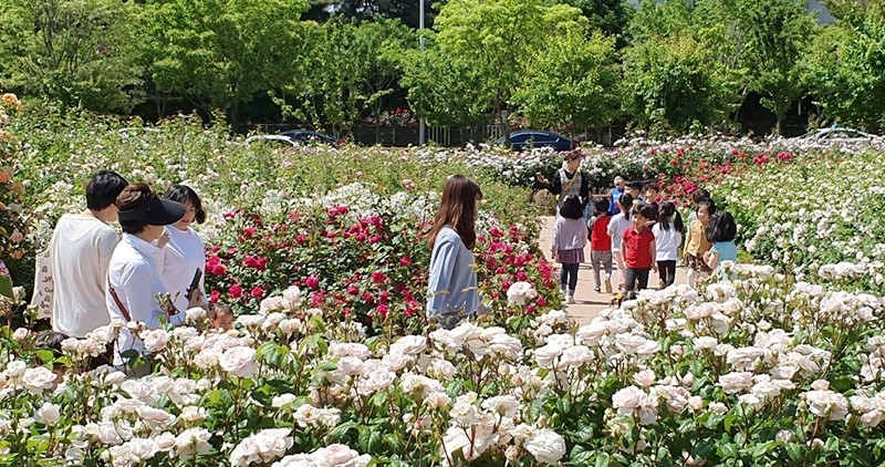 광주광역시는 시청사 내 조성된 ‘장미원’의 10만송이 장미가 일제히 꽃망울을 터뜨리며 시민들을 위한 감성 힐링 공간으로 운영되고 있다. / 광주시